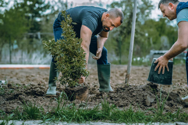 Best Root Management and Removal  in Rialto, CA