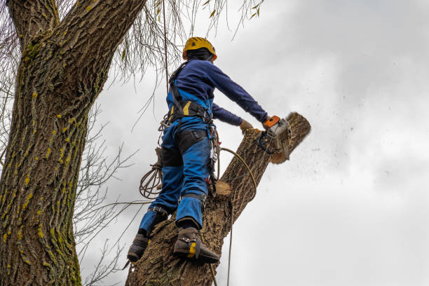Best Utility Line Clearance  in Rialto, CA