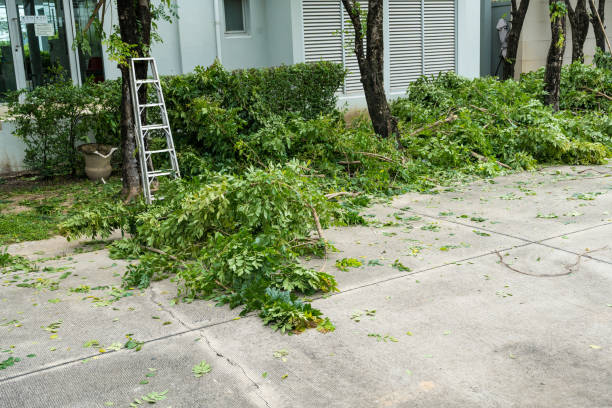 Tree and Shrub Care in Rialto, CA