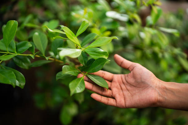 Best Pest Control for Lawns  in Rialto, CA