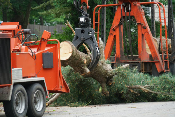 Trusted Rialto, CA Tree Services Experts