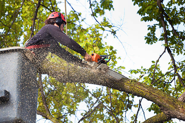 How Our Tree Care Process Works  in  Rialto, CA